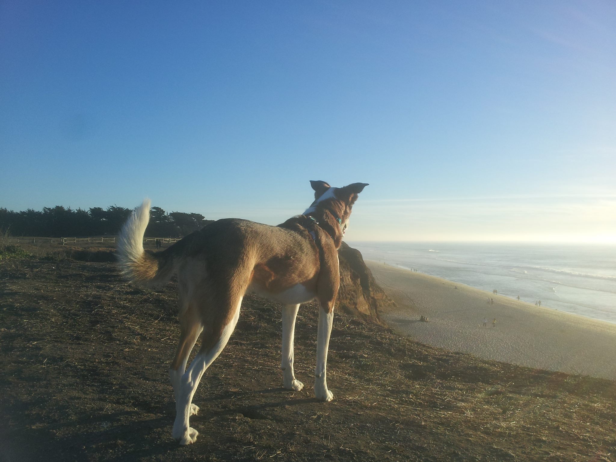 From Abuse to Angel Wings: Daisy’s Final Lesson: Compassion, Patience, and Letting Go
